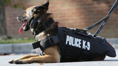 K-9 Acquired for RSLPF Following French Visit