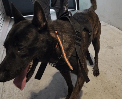 Police Close In on Cause of Death for Beloved K-9 Officer Tyson