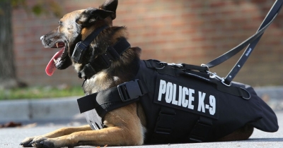Request for New K9 Made to French Authorities