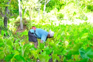 Herbal Cooperative to assist farmers