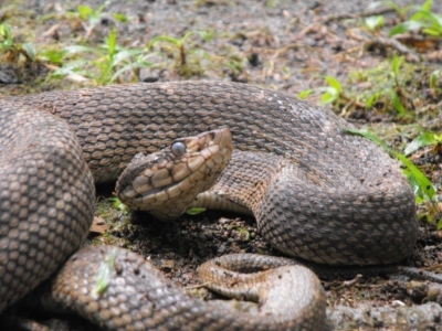 Forestry Department Launches Project to Harness Fer-de-Lance Venom
